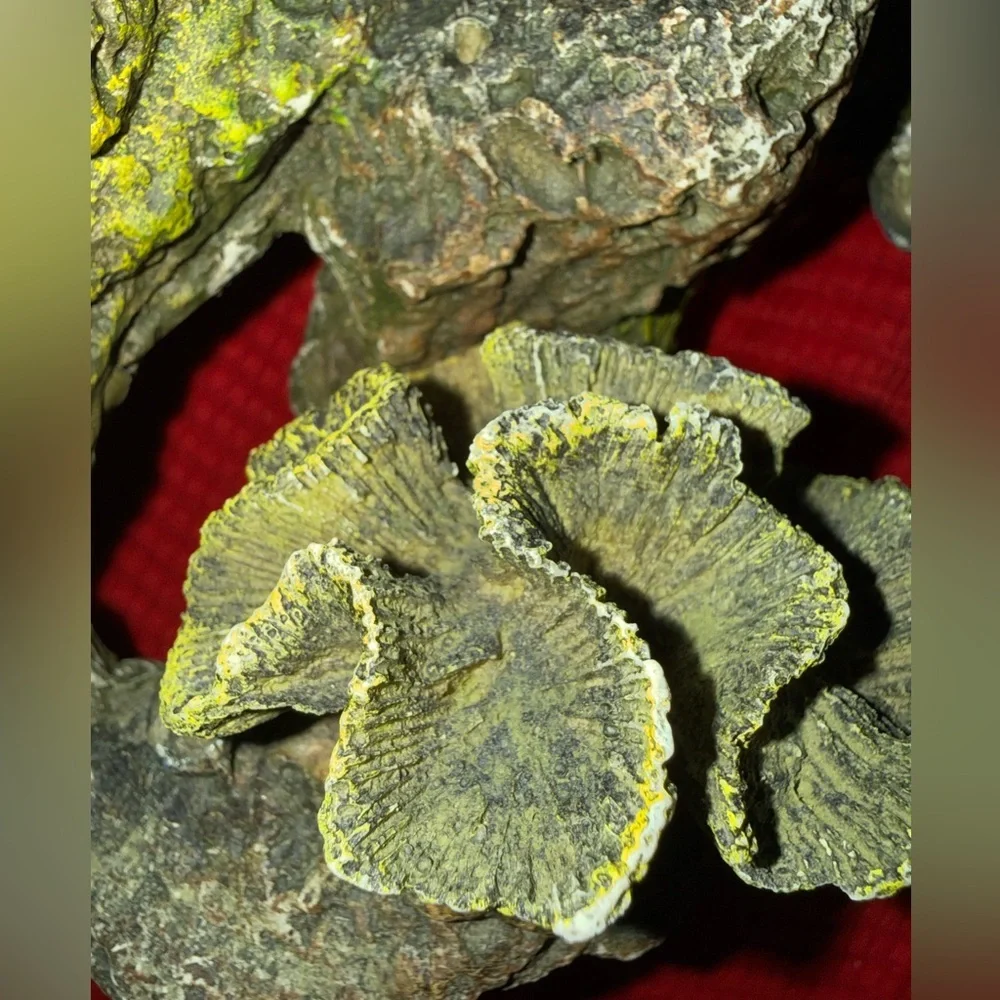 synthetic aquarium decor designed to look like a coral reef